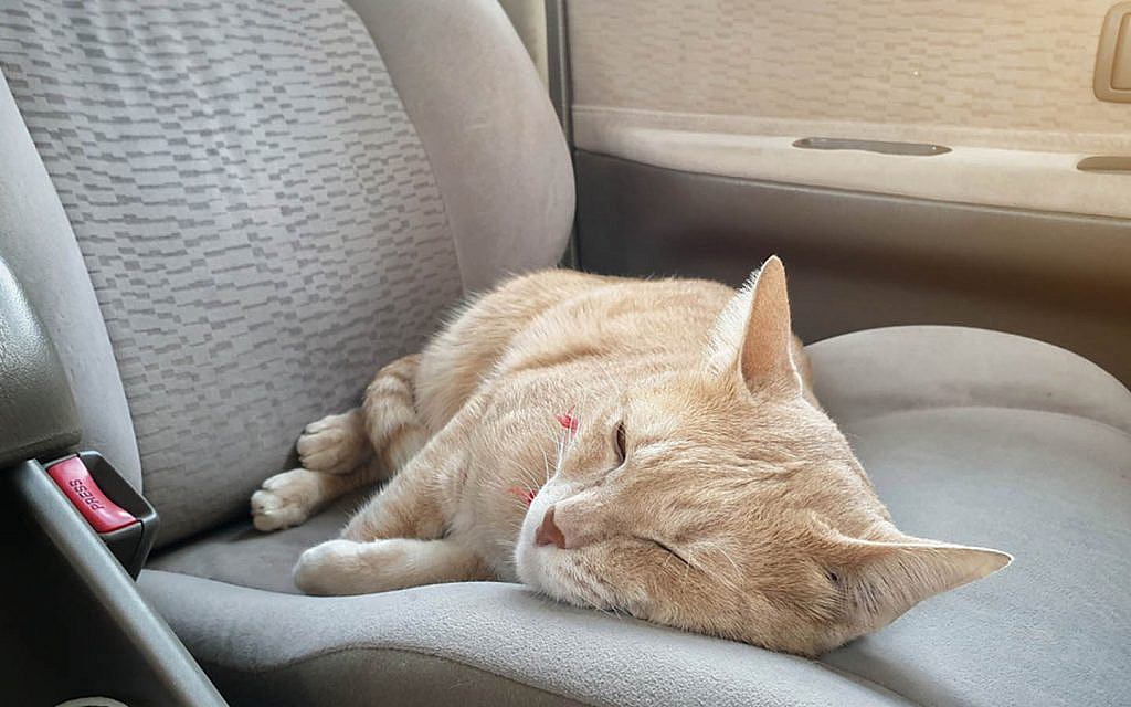 قطة في سيارة مغلقة