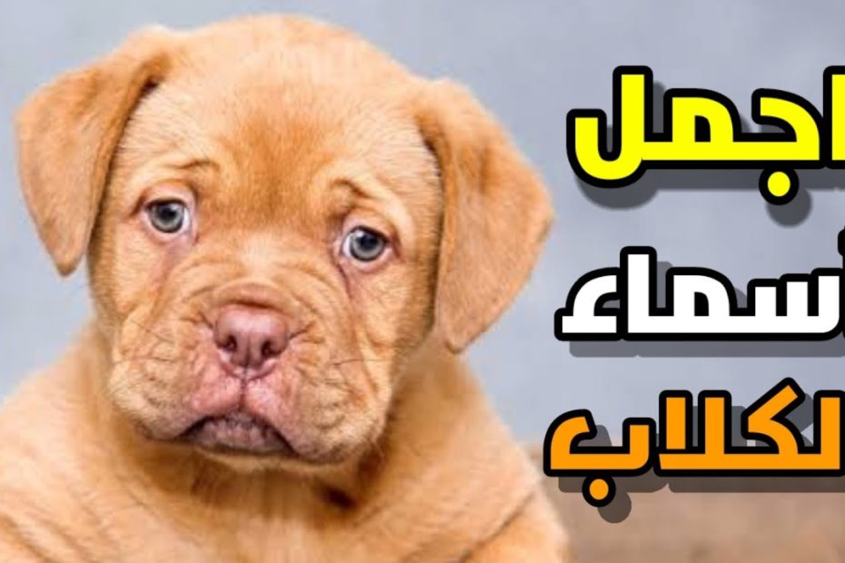 أشهر اسماء كلاب ذكور بالعربي والانجليزي مع شرح معانيها – شبكة سيناء