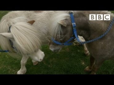 Miniature horses go dating ❤️  Ronnie&39;s Animal Crackers  BBC