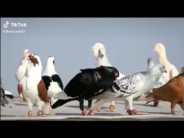世界上最美丽的鸽子 الحمام حلو بس المعلمية بالتصوير انتو شو رايكم