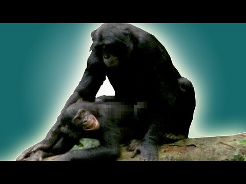 National Geographic Wild Sex Porn Videos | kingplayclub.ru