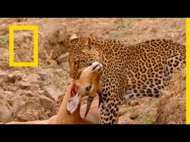 حيوانات أفريقيا المفترسة: الضبع المفقود  ناشونال جيوغرافيك أبوظبي