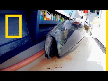 سمكة التونة العنيدة: سمكة الربح  ناشونال جيوغرافيك أبوظبي