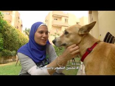 الكلب البلدي المصري يتفوق على الأجنبي