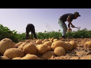 الصحراء الجزائرية: مركز زراعي عالمي حقيقي