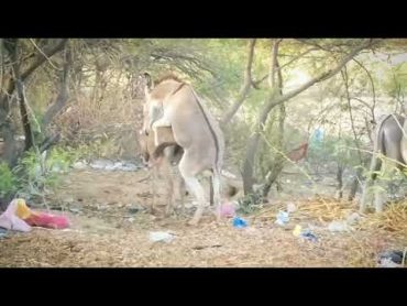 Part 1 Donkey Mating Video donkeymating
