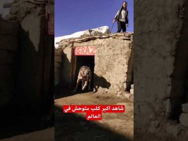 شاهد اكبر كلب متوحش في العالم اليمن السعوديه السعوديه كلب
