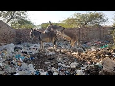 Donkeys Breeding and Enjoying in Village trending viral