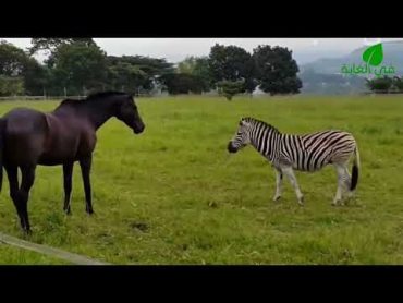 هكذا يتم التزا...وج بين الحمار الوحشي والخيل انظروا ماحدث !