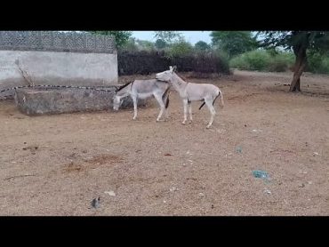 Animals Mating donkey mating donkey viralvideo